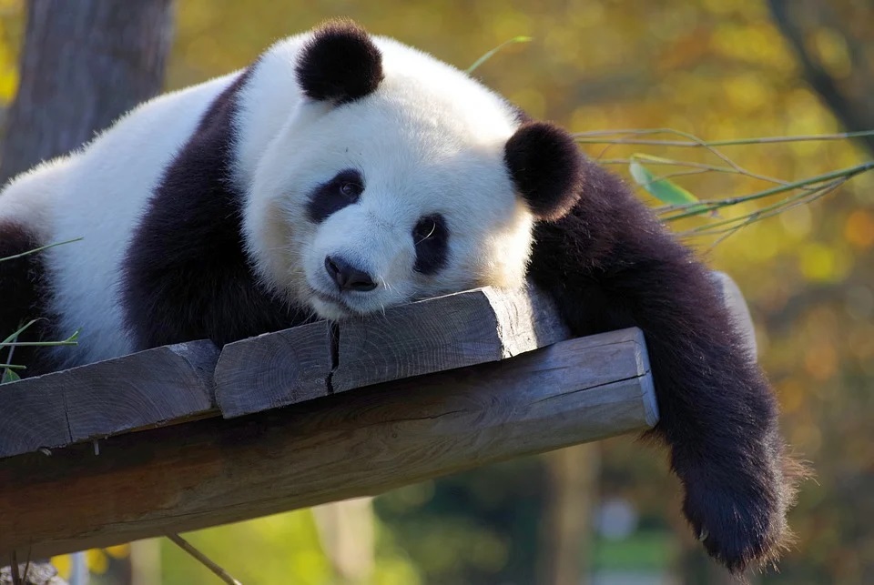 Monthly Themes: Zoo